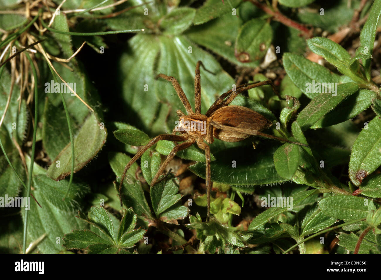 Baumschule Web Spider, fantastische Fischerei Spinne (Pisaura Mirabilis), auf einem Blatt, Deutschland Stockfoto