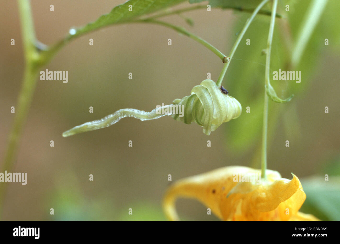 westlichen Röhricht-(Impatiens Noli-Tangere), platzte Obst, Deutschland Stockfoto