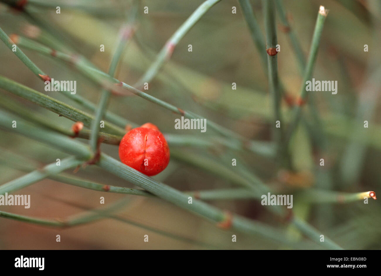 gemeinsame Tanne (Ephedra Altissima), mit Samen Stockfoto
