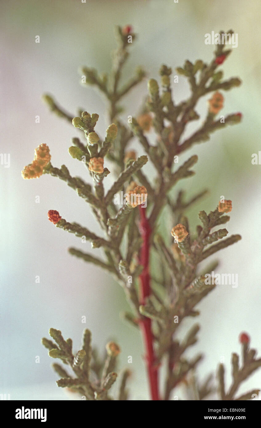 Monterey-Zypresse (Cupressus Macrocarpa), Zweig mit männlichen Blüten Stockfoto