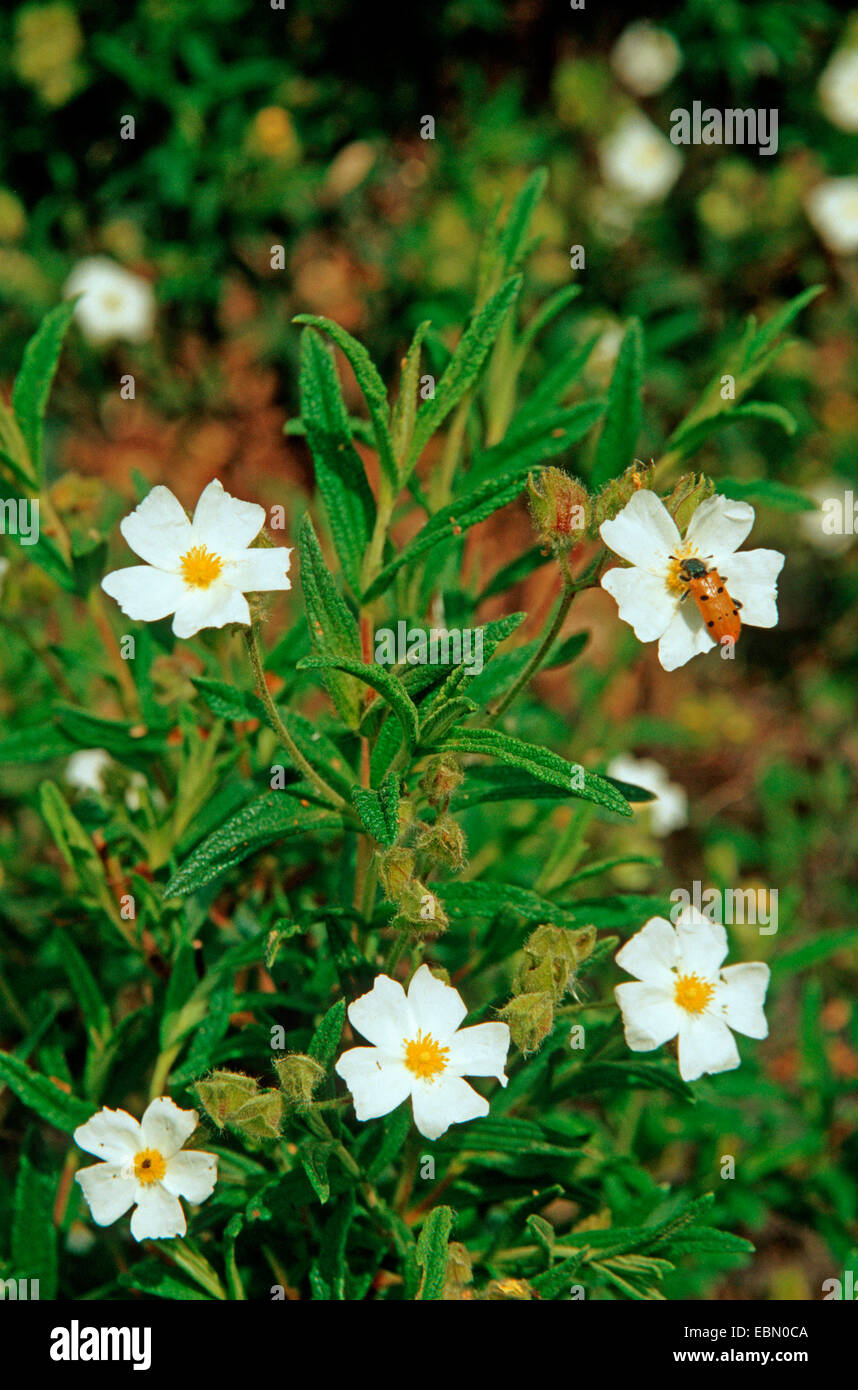 Montpelier Rock Rose (Cistus Monspeliensis), Bloomng mit Käfer Stockfoto