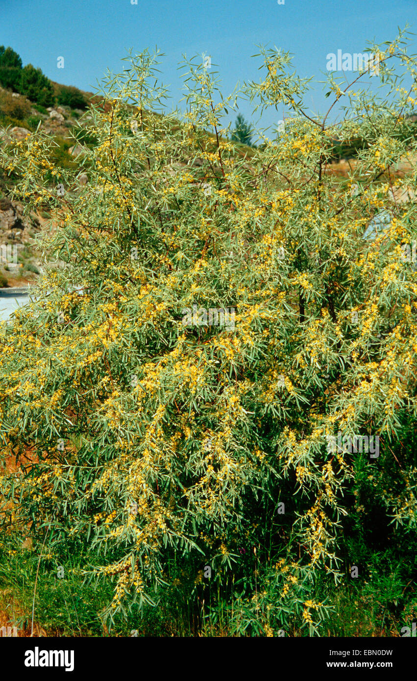 Russische Olive, Ölweiden, Trebizond Datum (Elaeagnus Angustifolia), blühen Stockfoto