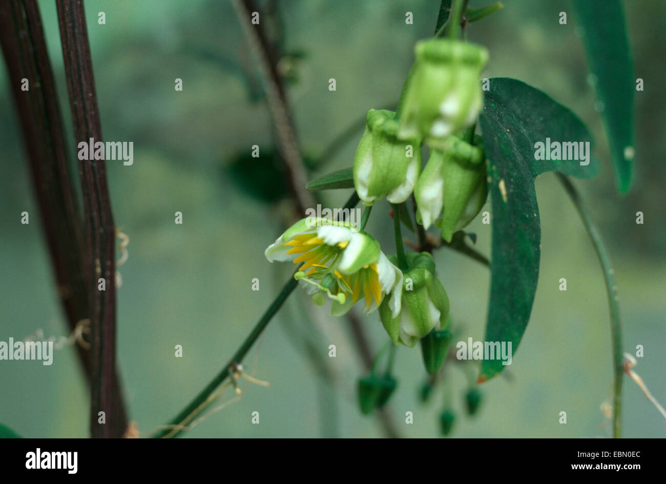 Passionsblume (Passiflora Biflora), blühen Stockfoto