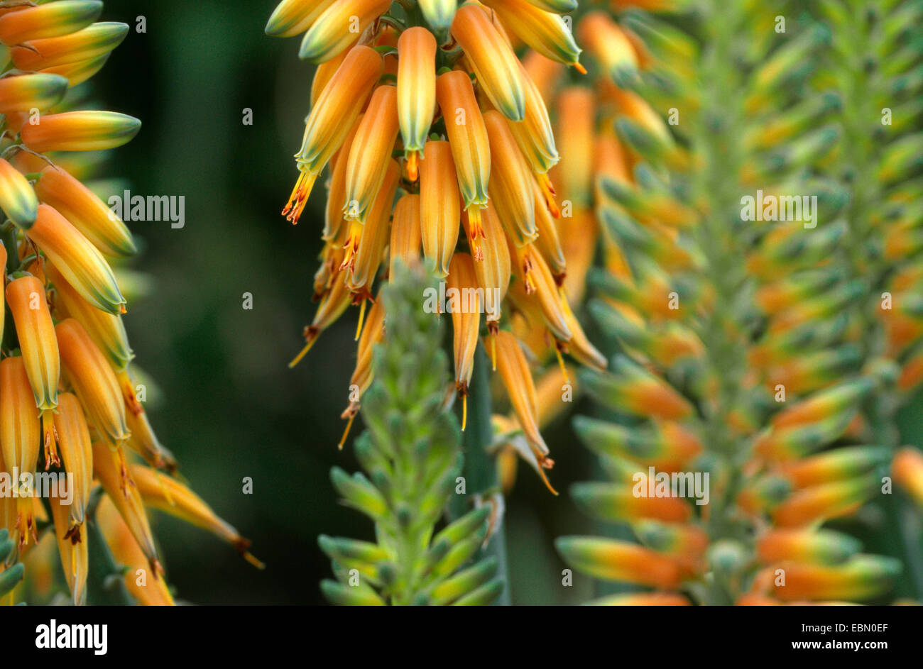 Aloe vera blume -Fotos und -Bildmaterial in hoher Auflsung  Alamy