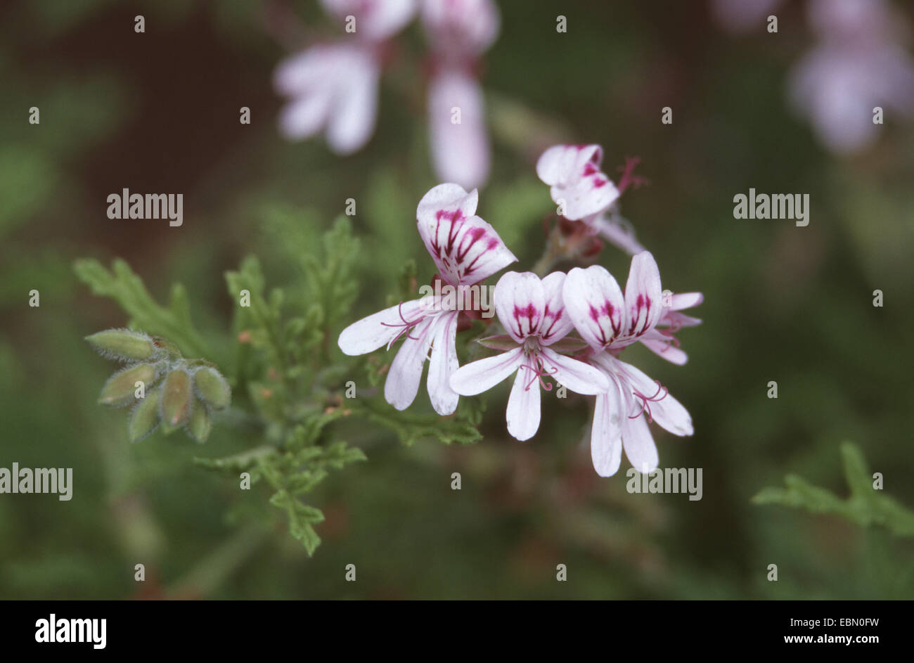 Citrosa Geranie, Moskito-Schocker, Moskito-Fighter, Pelargonium Citronella, Zitrone Scentes Geranium (Palergonium Crispum, Pelargonium Citrosum 'Moskito Fighter', Pelargonium Crispum Moskito Schocker, Pelargonium X citrosmum), blühen Stockfoto