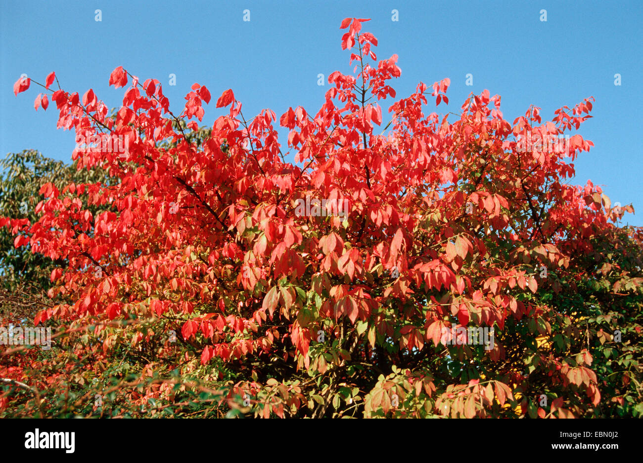 geflügelte brennenden Dornbusch, Wahoo, geflügelte Pfaffenhütchen, geflügelte Spindel-Baum (Euonymus Alata, Euonymus Alatus), im Herbst Stockfoto