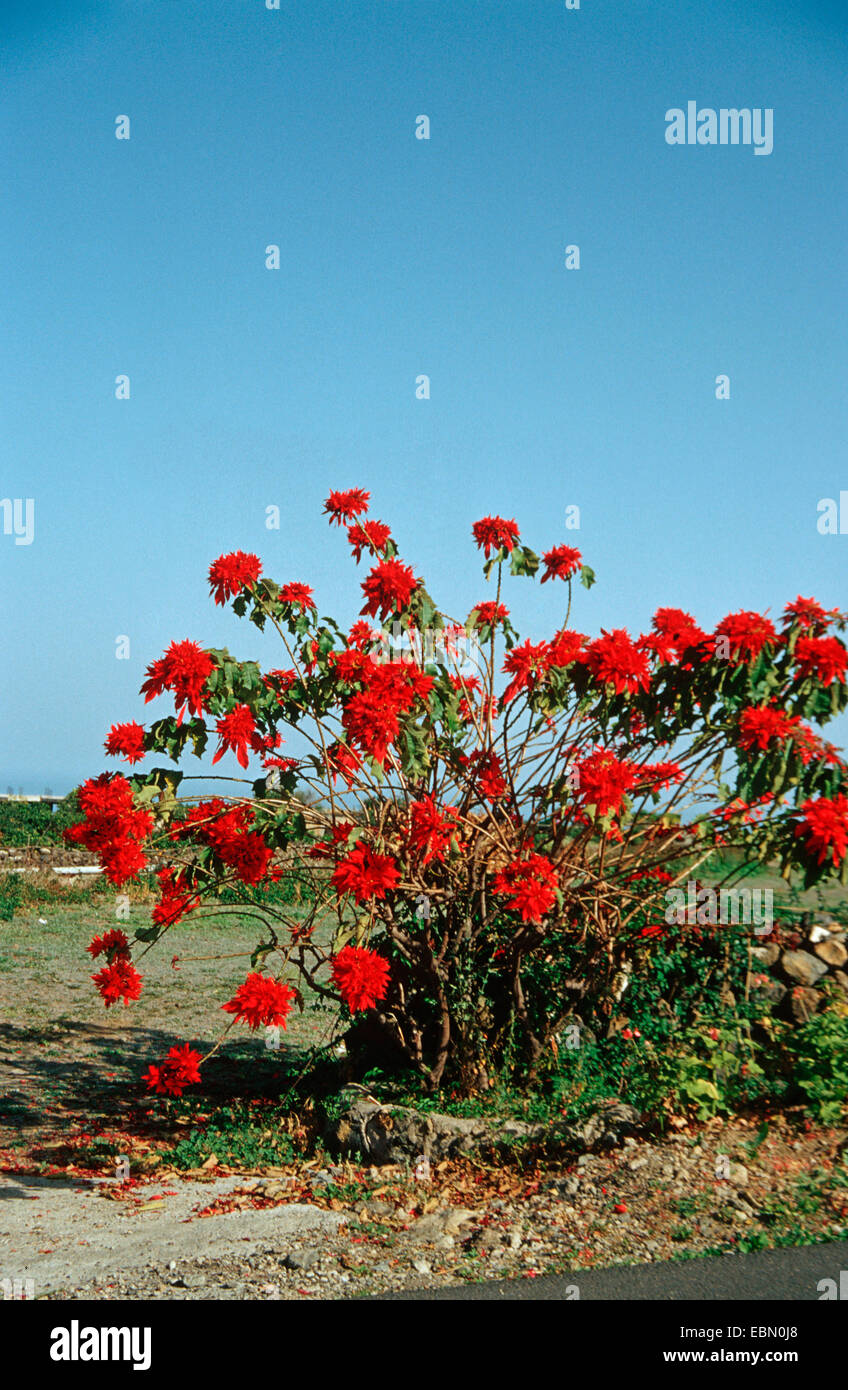 Blauer weihnachtsstern -Fotos und -Bildmaterial in hoher Auflsung  Alamy
