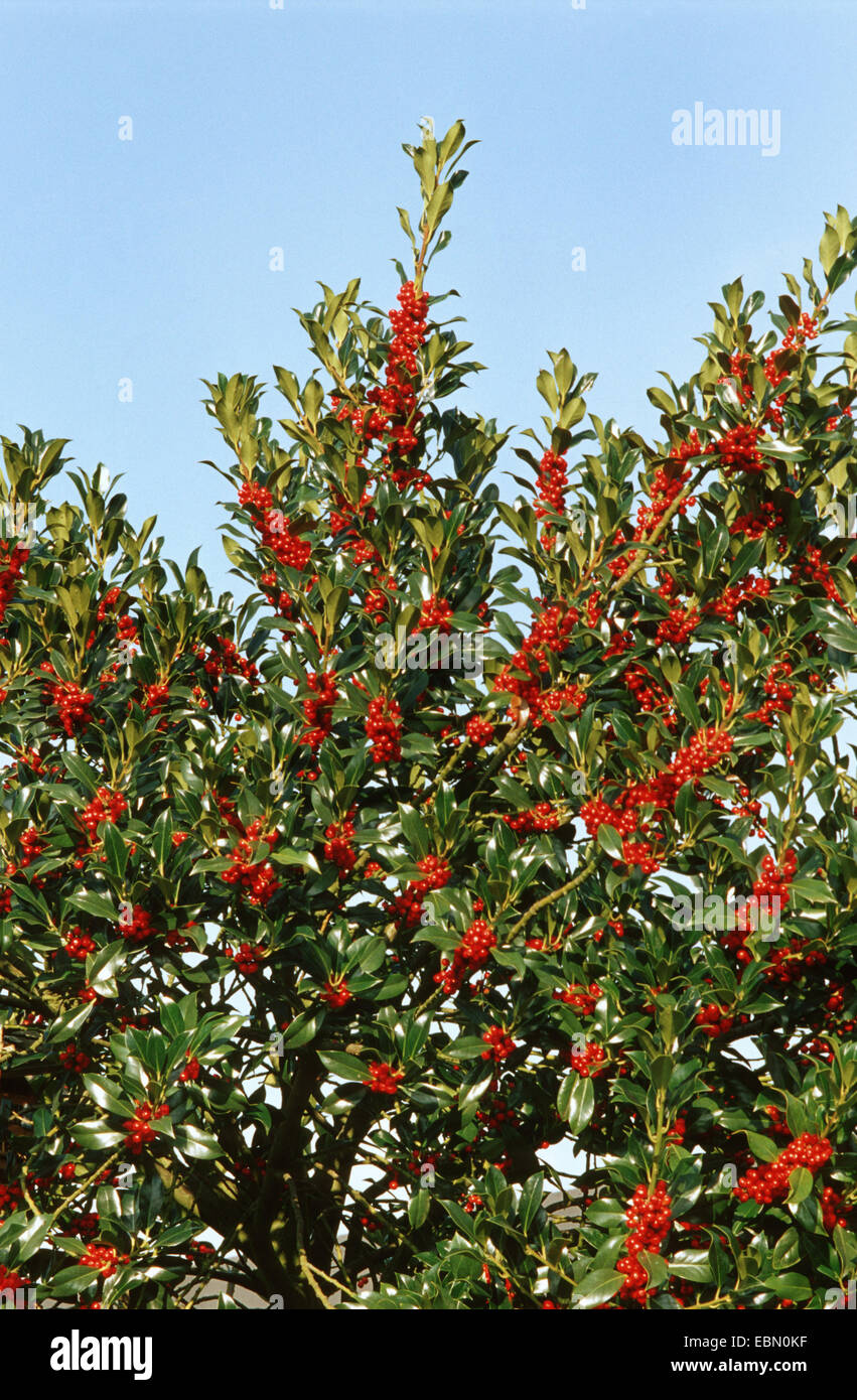 gemeinsamen Holly, englische Stechpalme (Ilex Aquifolium), Fruing Busch,  Deutschland Stockfotografie - Alamy
