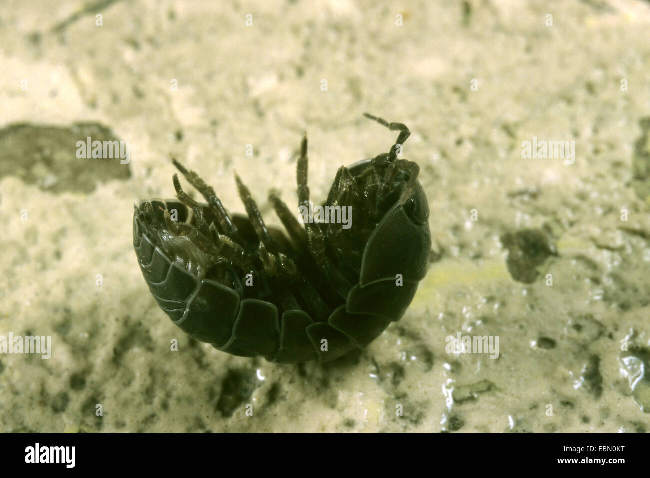 gemeinsamen Assel, gemeinsame Pillbug, Sau Bug (Armadillidium Vulgare), Abrollen, Deutschland Stockfoto
