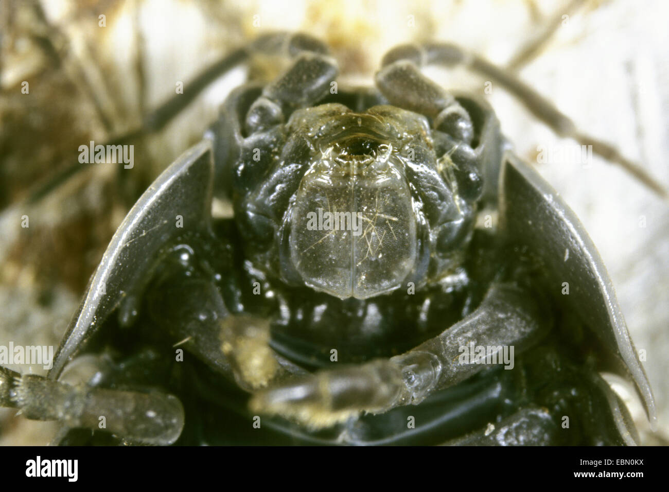 gemeinsamen Assel, gemeinsame Pillbug, Sau Bug (Armadillidium Vulgare), Mundwerkzeuge von unten, Deutschland Stockfoto