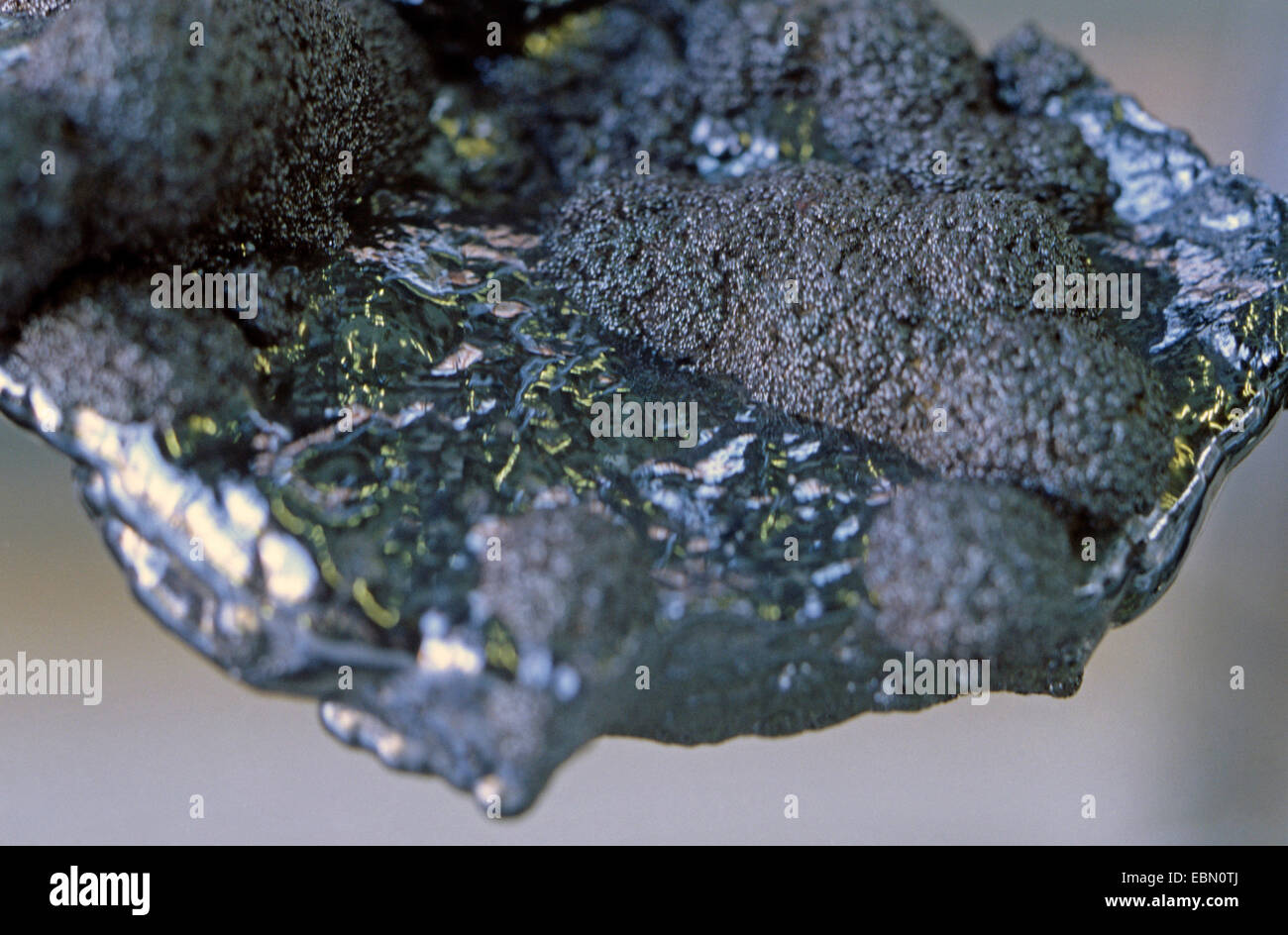 Stilpnosiderite, Deutschland, Westerwald Stockfoto