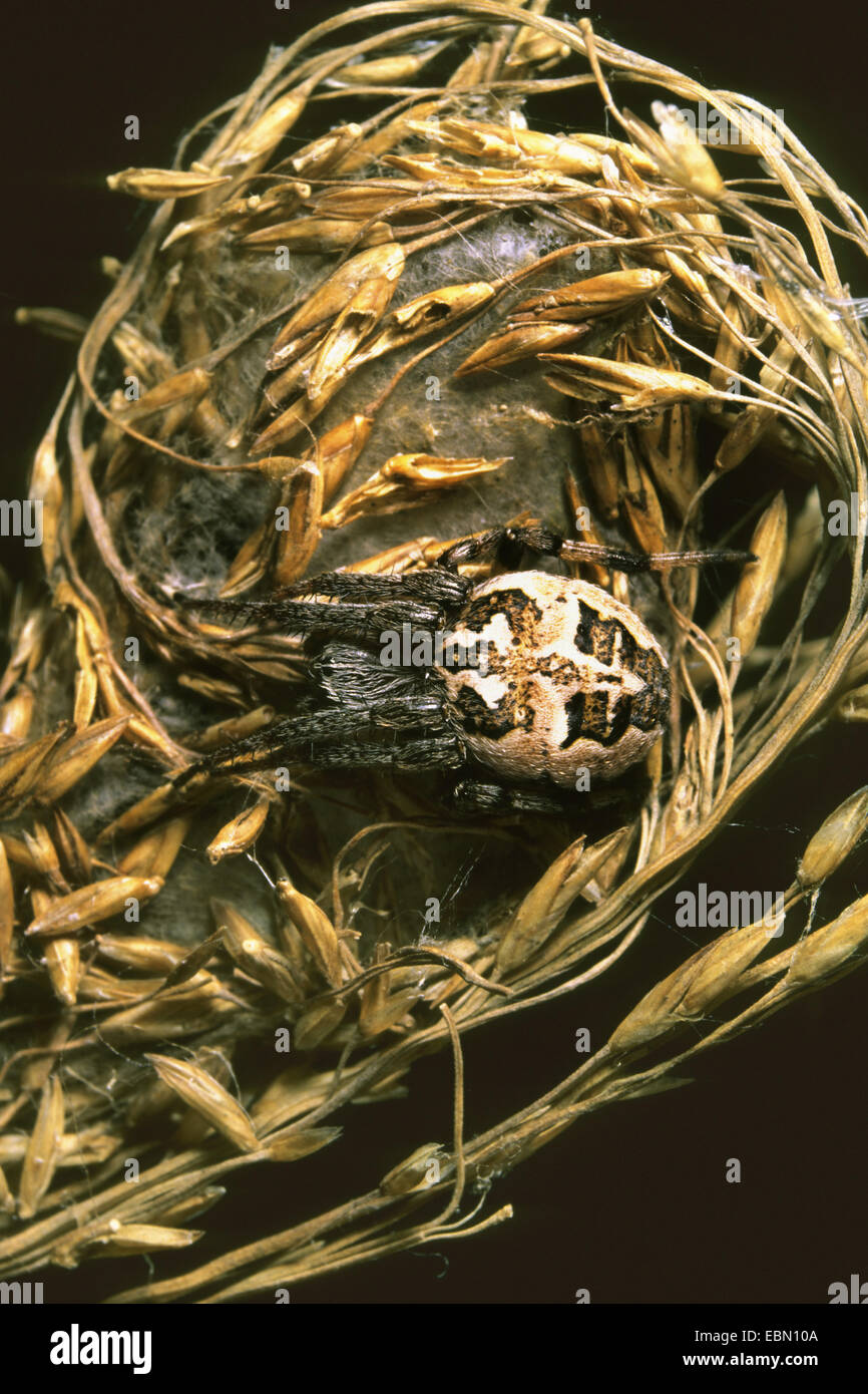 Orbweaver (Larinioides Cornutus, Araneus Cornutus), Furche weiblich in verstecken, Deutschland Stockfoto