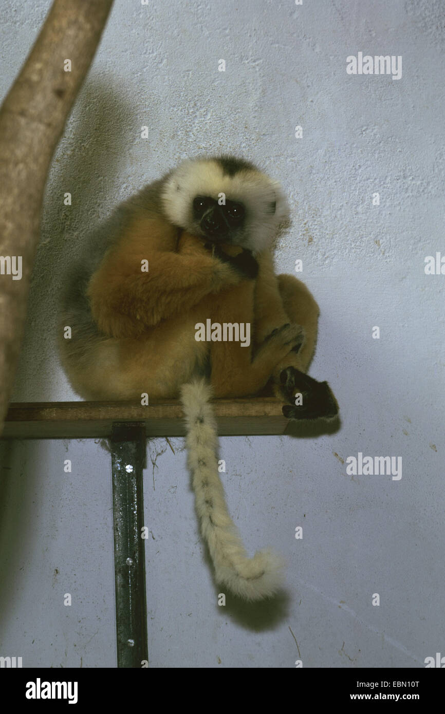 DIAdem Sifaka, matrizengeformte Sifaka (Propithecus Diadema) im Gehäuse Stockfoto