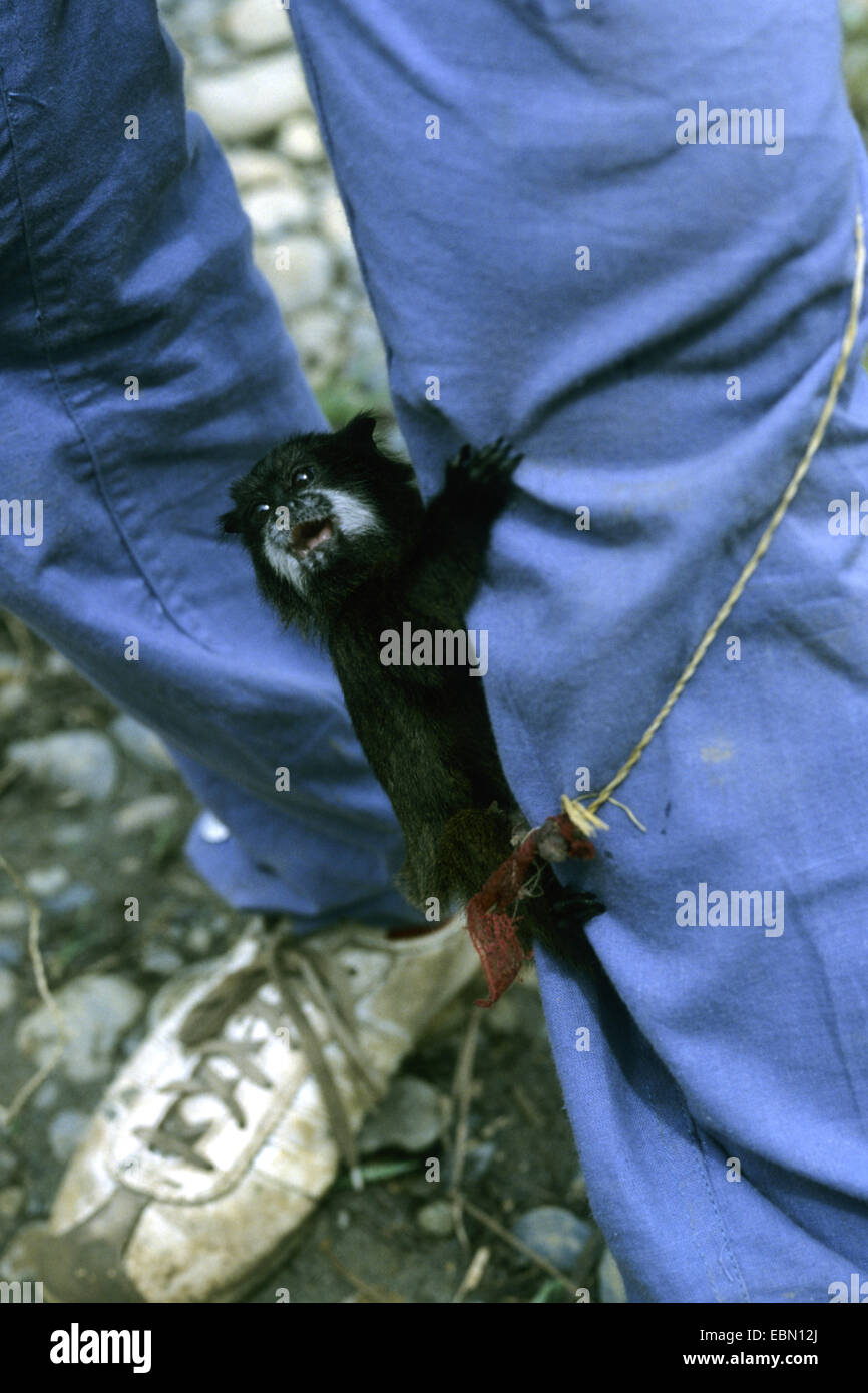 Schwarze und rote Tamarin (Saguinus Nigricollis), Jungtier, drückte auf das Bein von einem Tierpfleger Stockfoto