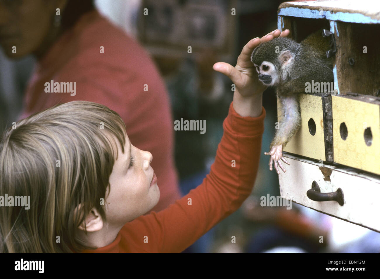 gemeinsamen Totenkopfaffen (Saimiri Sciureus), Kind streicheln eine sanftes Affe, Ecuador Stockfoto