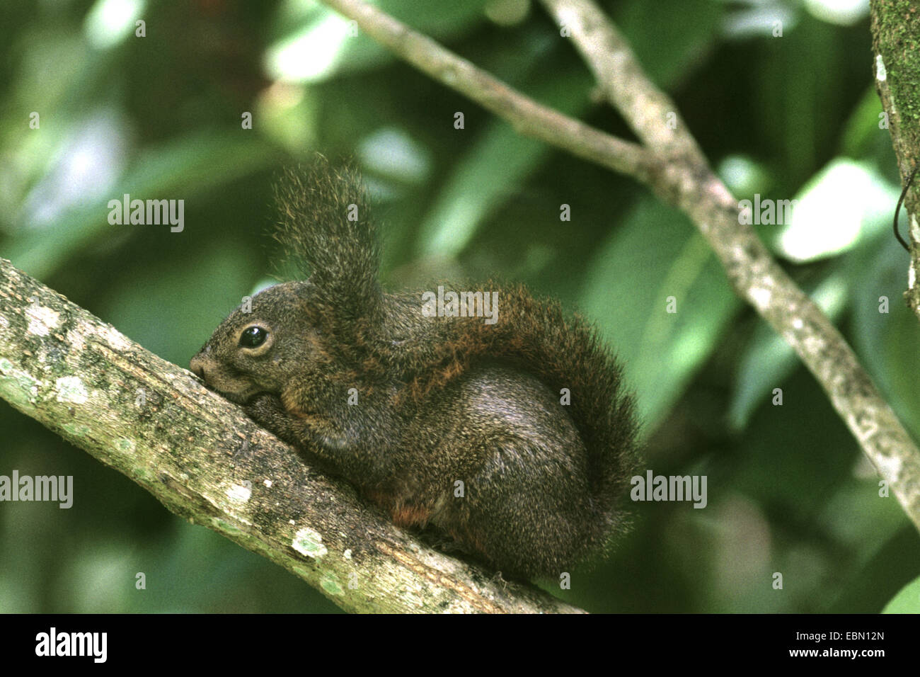 tropischen Eichhörnchen (Sciurus Granatensis), auf einem Ast Stockfoto