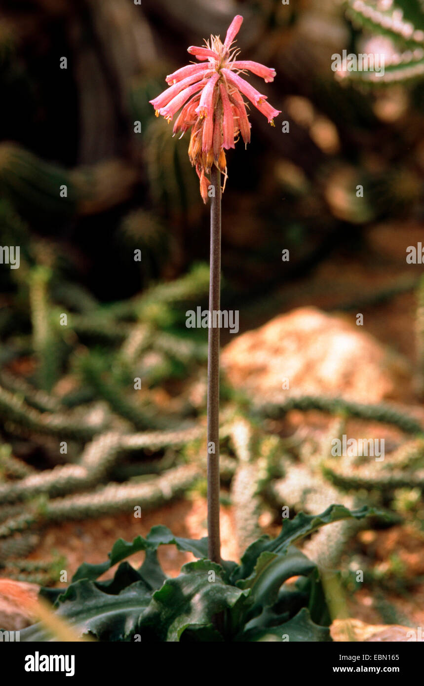 Strandlilie (Veltheimia Capensis), blühen Stockfoto