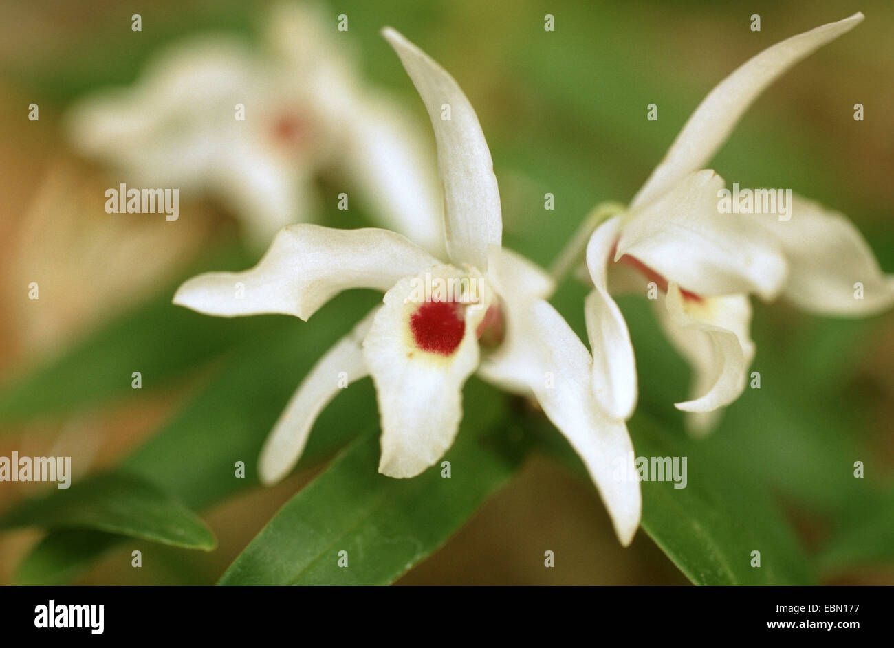 transluzente Dendrobium (Dendrobium Transparens), Blumen Stockfoto