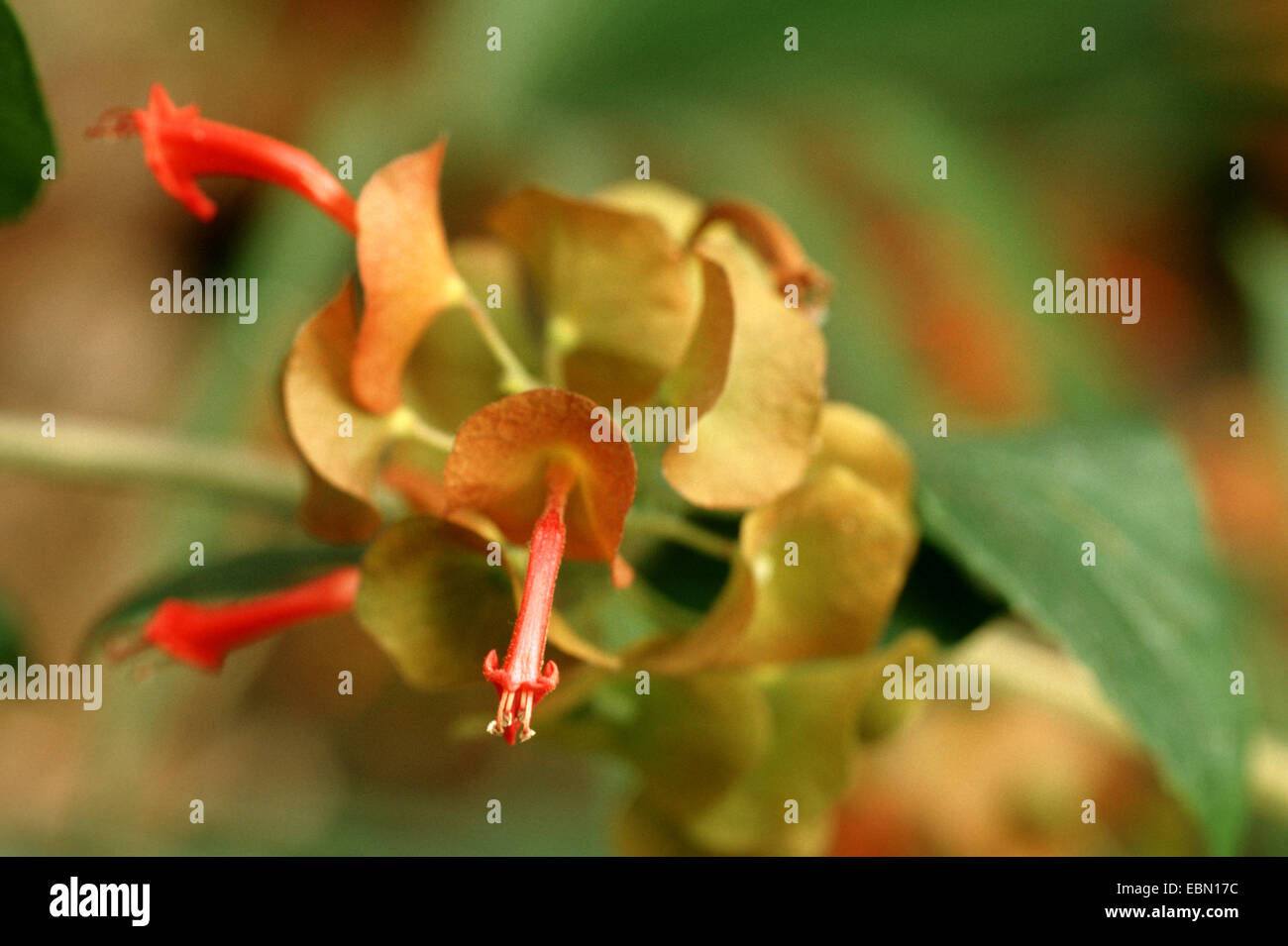 Chinesischer Hut, Tasse und Untertasse, Sonnenschirm Blume, Mandarinen Hut (Holmskioldia sanguineaund), blühen Stockfoto