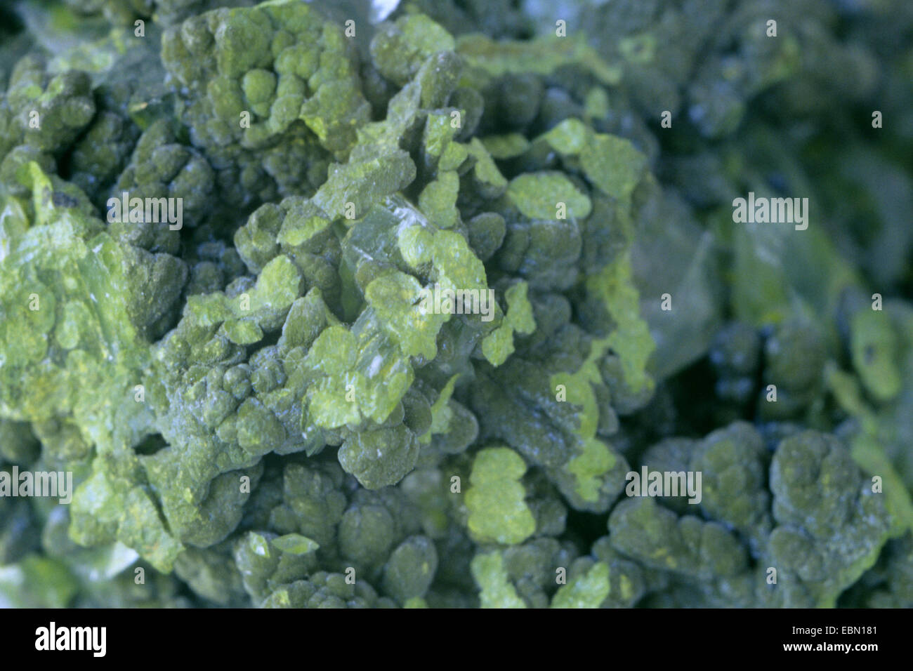 Mottramite, Namibia Stockfoto