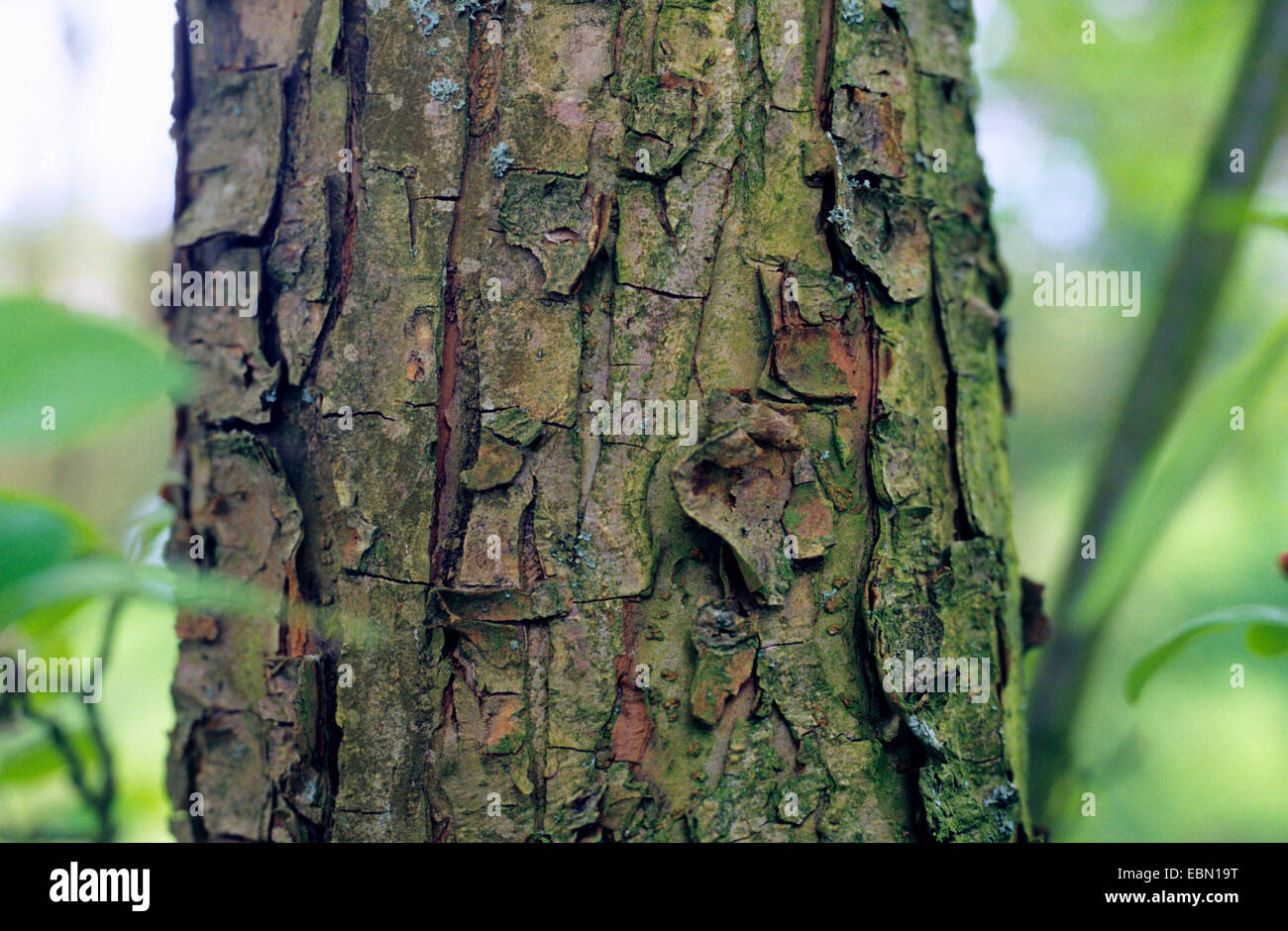 Sargents Zierapfel (Malus Sargentii), Stamm Stockfoto