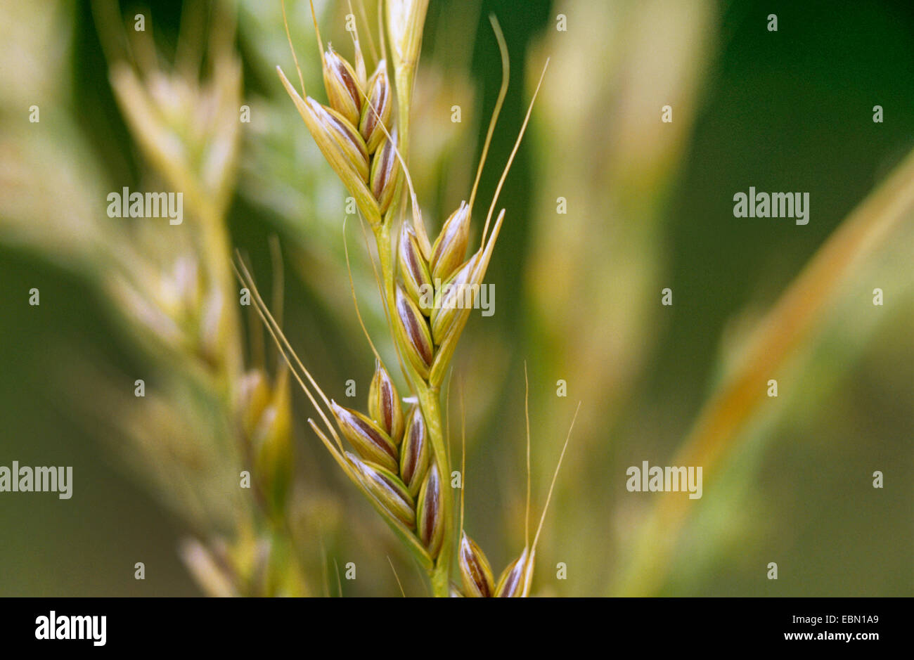 bärtige Unkraut, vergiften Weidelgras (Lolium Temulentum), Spike, Deutschland Stockfoto