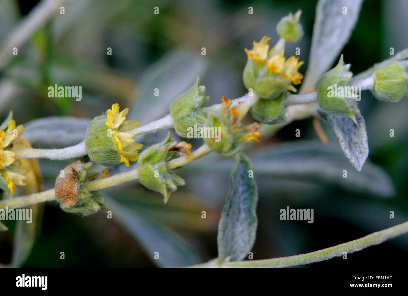 Consisted Bergtee, kretische Bergtee (Sideritis Syriaca), Blütenstände Stockfoto