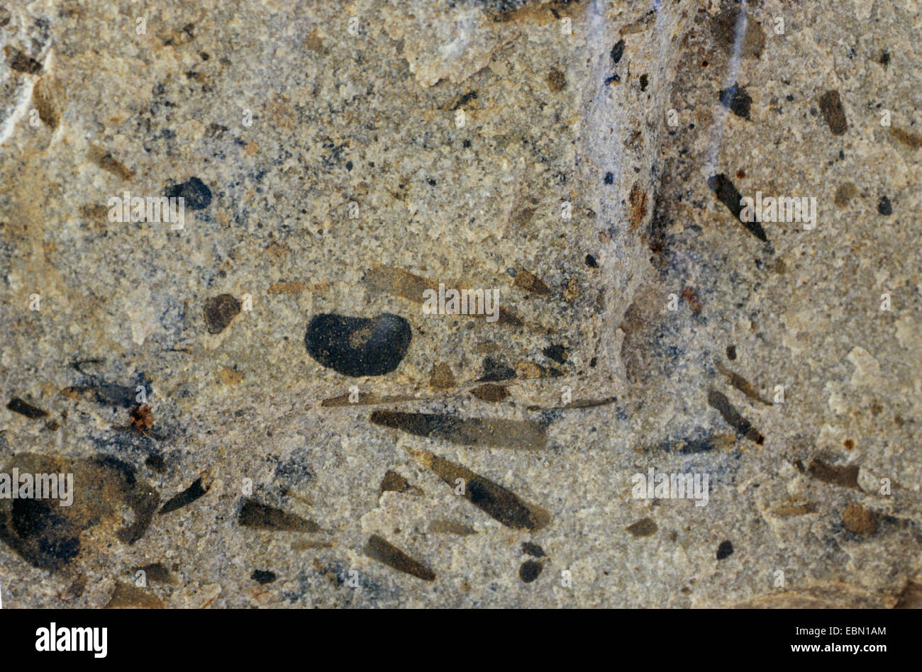 Sandstein mit Hyolitha vom Kambrium Stockfoto