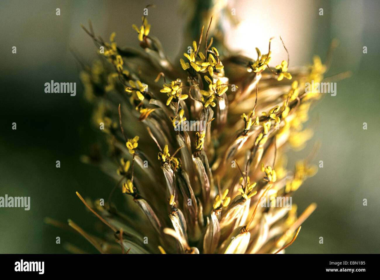 Aloe (Aloe Peglerae), Blütenstand Stockfoto