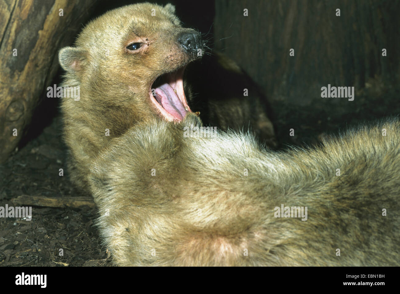 Busch-Hund (Speothossogar Venaticus), Portrait mit offenem Mund Stockfoto