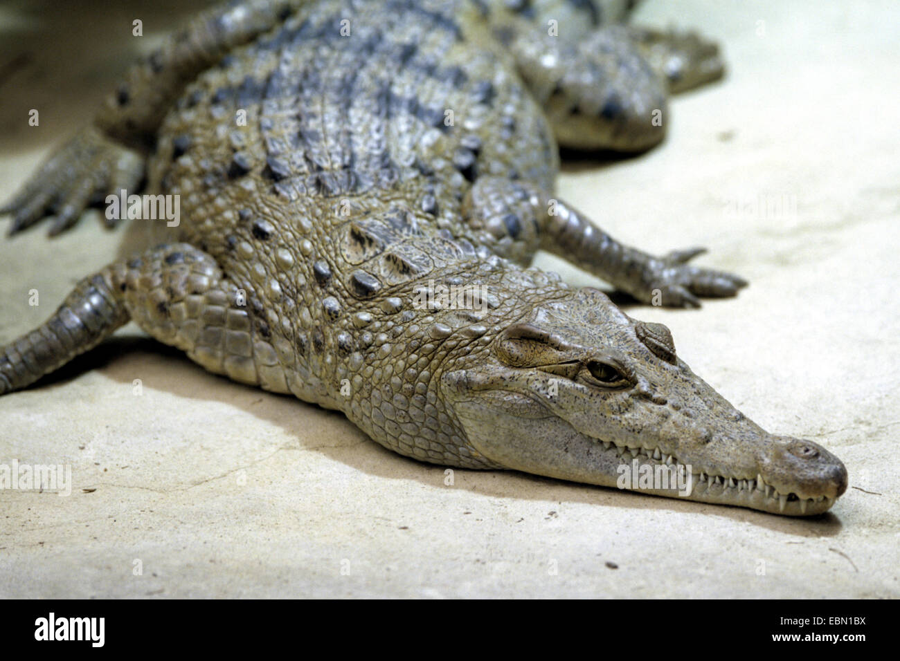 Philippine Krokodil, Philippinen-Krokodil, Mindoro Krokodil (Crocodylus Mindorensis), portrait Stockfoto
