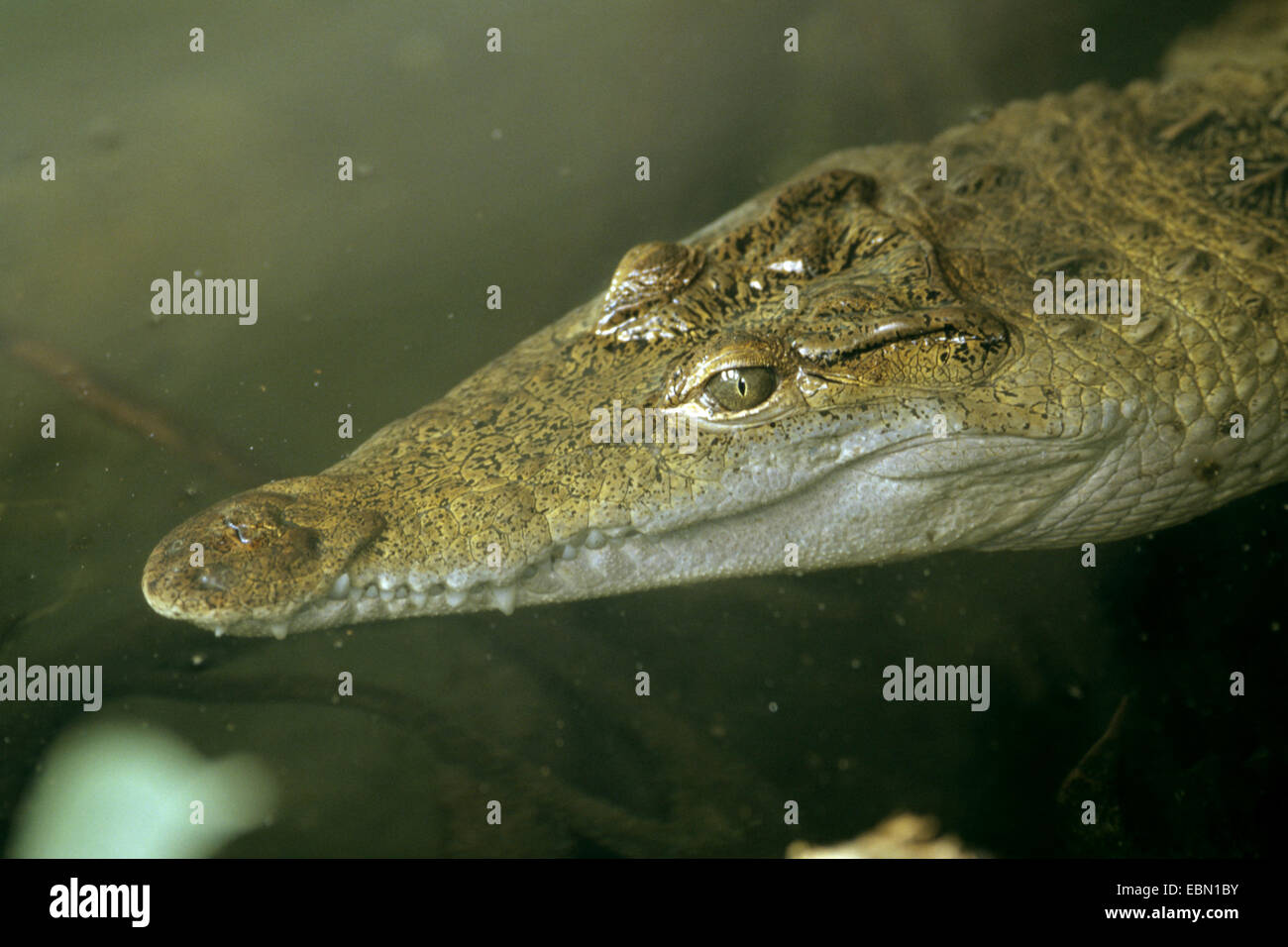 Philippine Krokodil, Philippinen-Krokodil, Mindoro Krokodil (Crocodylus Mindorensis), Schwimmen, Porträt Stockfoto