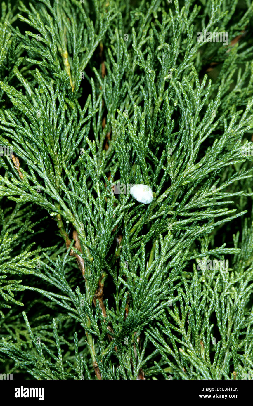 Savin Wacholder, Sadebaum (Juniperus Sabina), Zweig mit Kegel, Deutschland Stockfoto