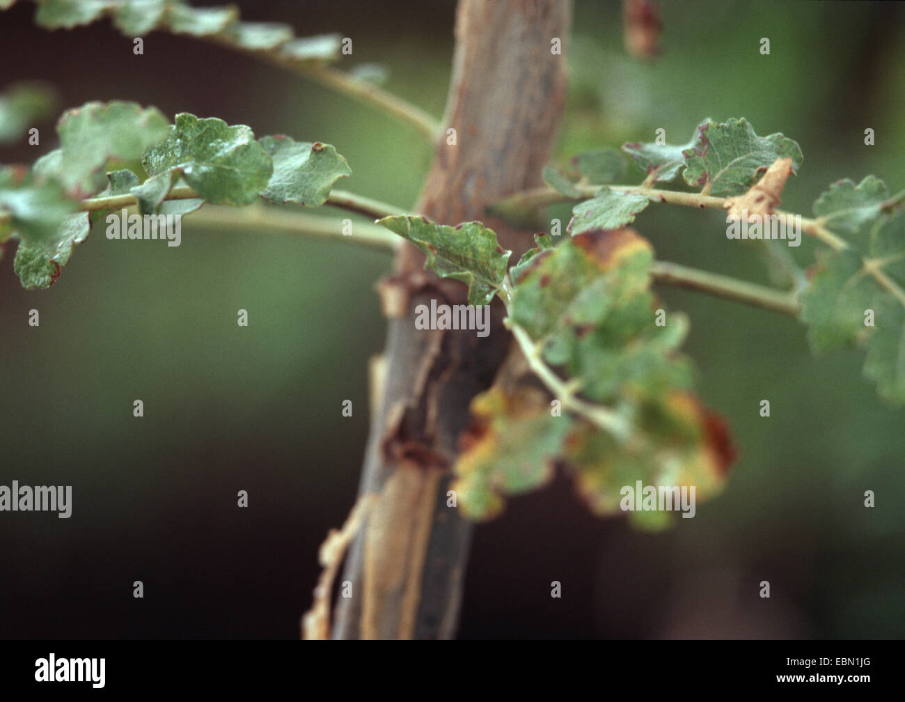 Boswellia carteri Fotos und Bildmaterial in hoher Auflösung Alamy