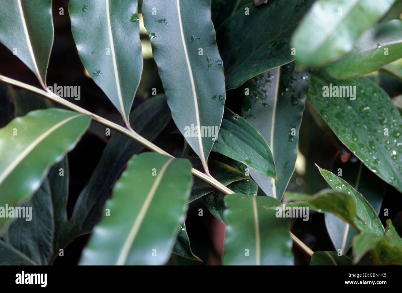 Mangrove Farn (Acrostichum Speciosum), Detail des Blattes Stockfoto