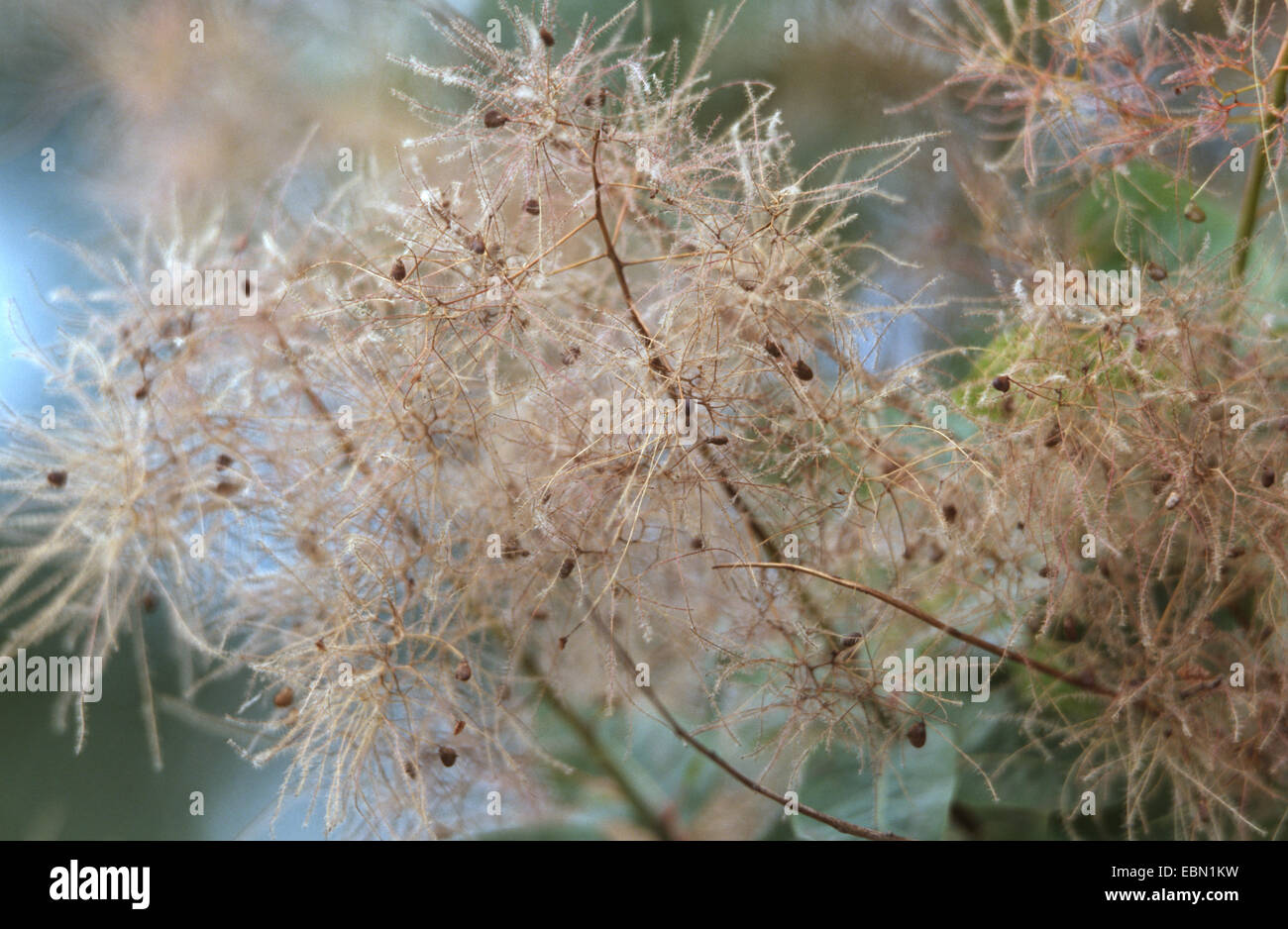 venezianische Sumach, Smoketree (Cotinus Coggygria, Rhus Cotinus), Fruchtstand Stockfoto