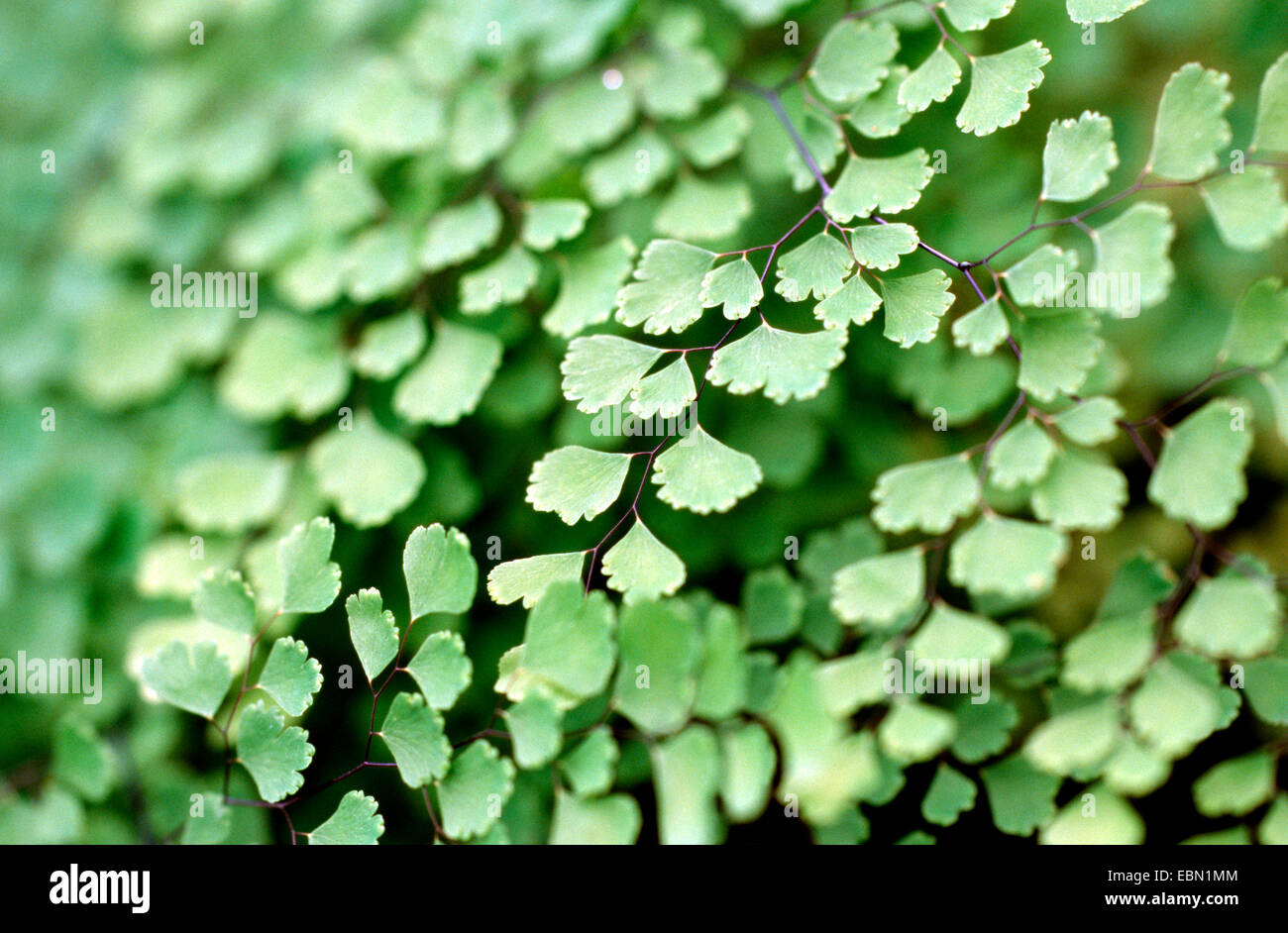 Venushaarfarns Henslovianum (Venushaarfarns Henslovianum), Blätter Stockfoto