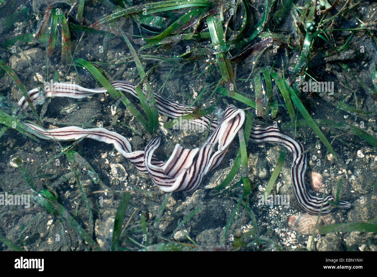 Nemertines, Nemerteans, Rüssel Würmer, Rhynchocoelans, Band worms(broad/flat), Bootlace worms(long) (Nemertini, Nemertea, Rhynchocoela), liegen im Meer Schlamm, Indonesien, Bali Stockfoto