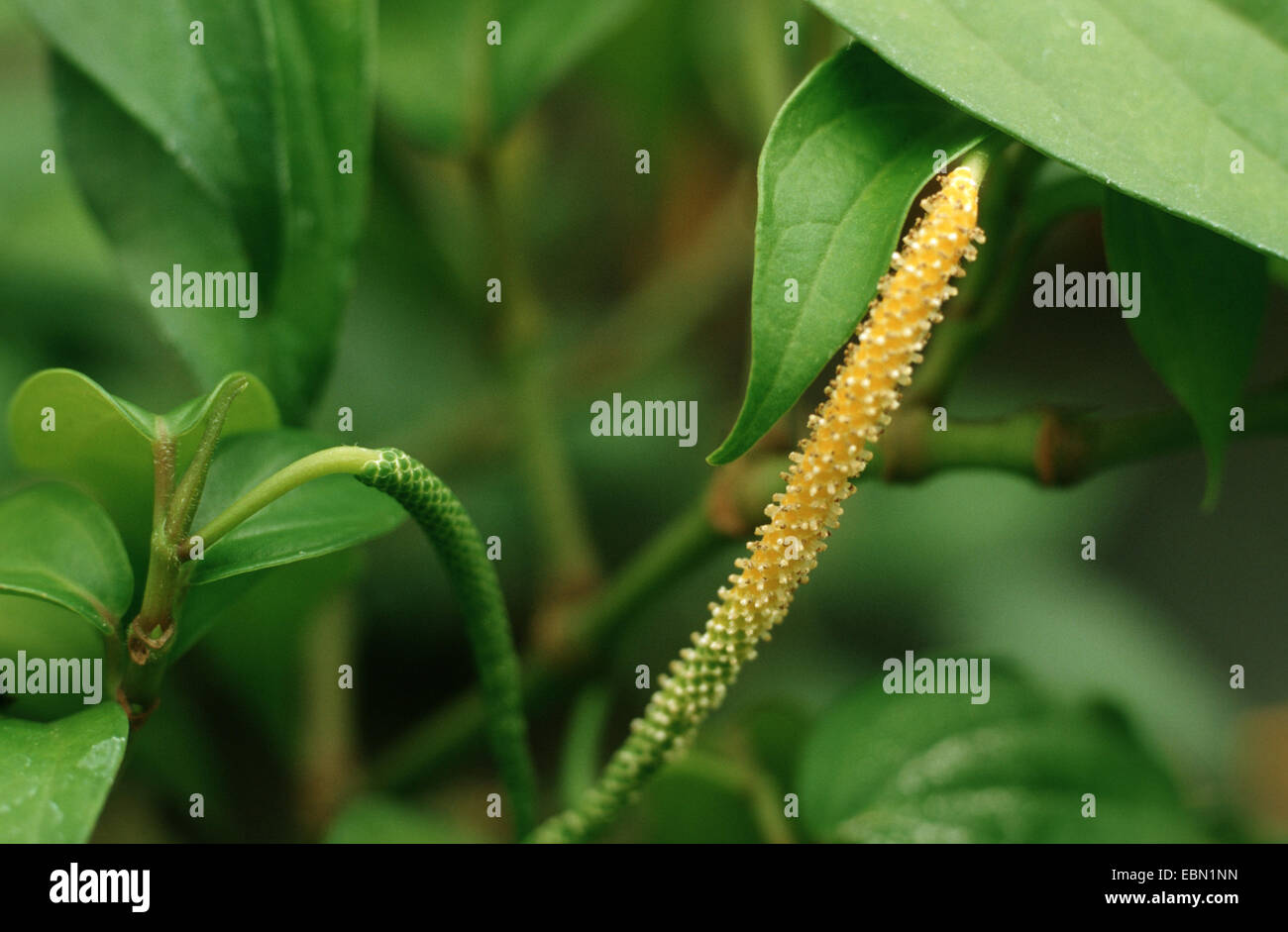 schwarzer Pfeffer (Piper Nigrum), Blütenstand Stockfoto