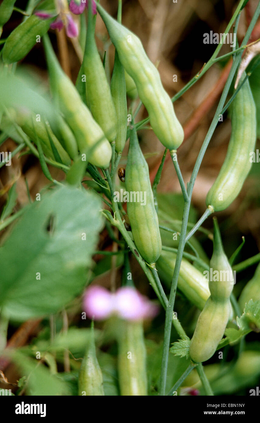 Radieschen, Chinesisch (Raphanus Sativus var. Oleiformis), Früchte Stockfoto