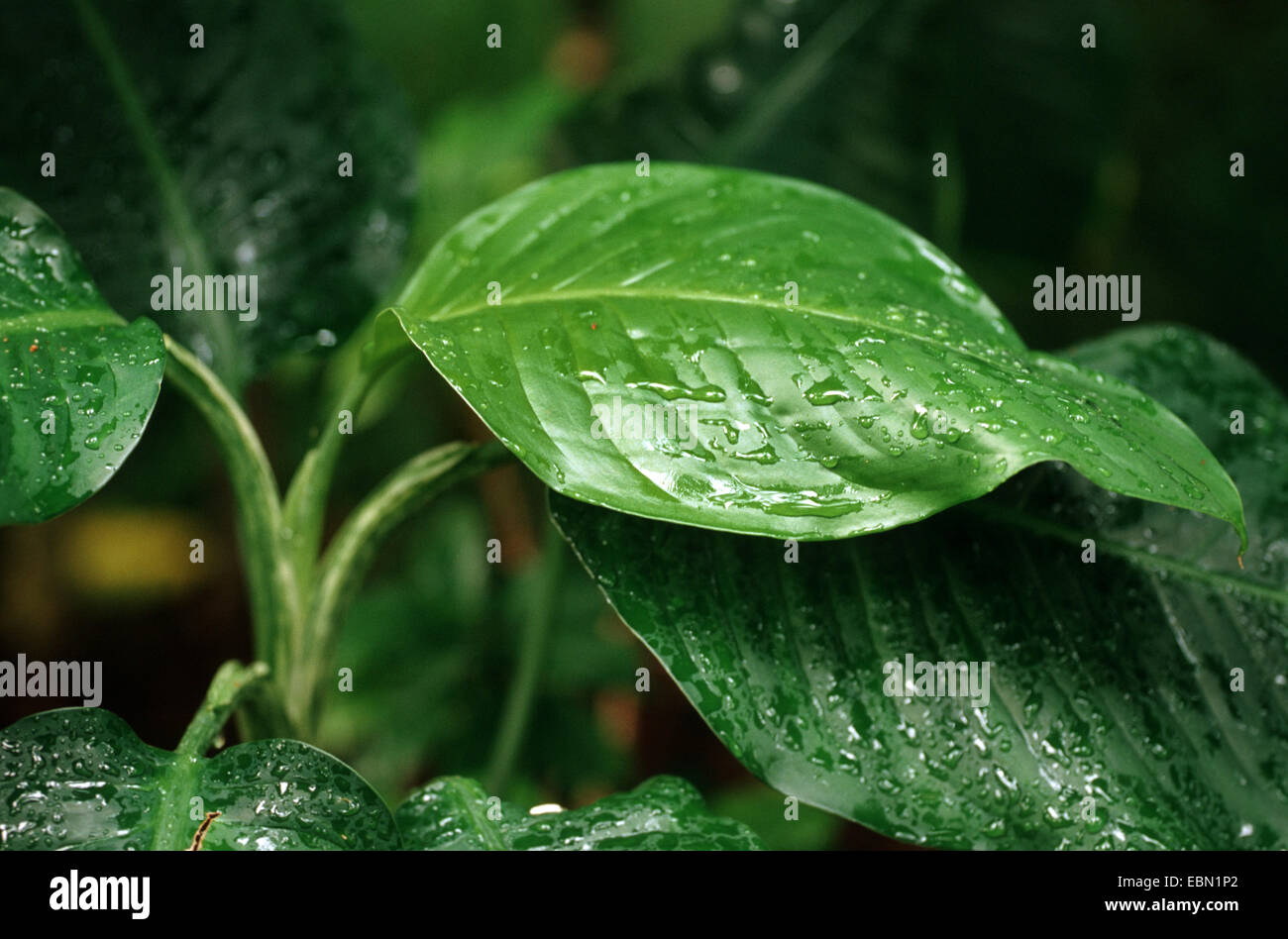Dieffenbachia Latimaculata Stockfotos Und bilder Kaufen Alamy
