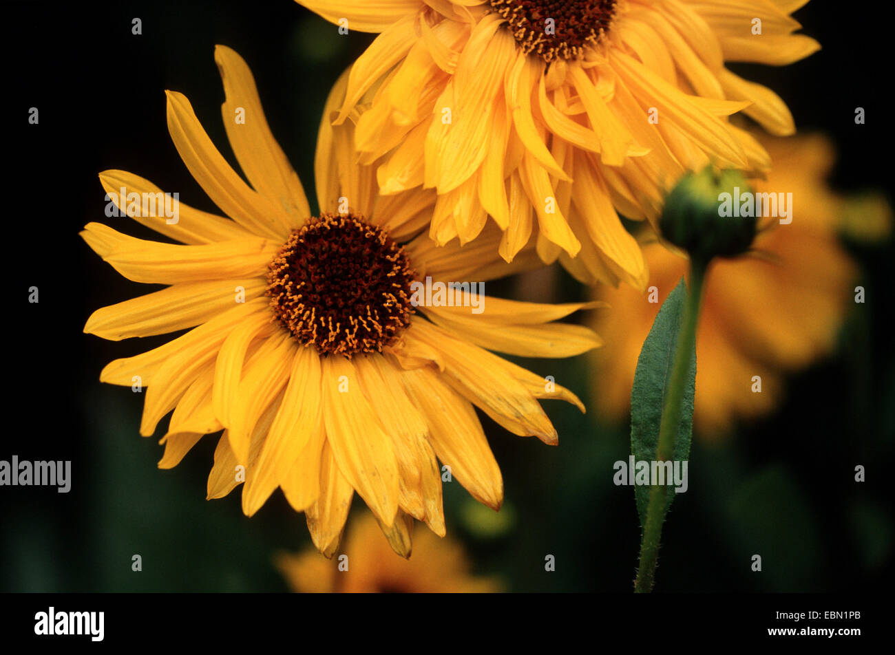 steife Sonnenblume (Helianthus Atrorubens), blühen Stockfoto