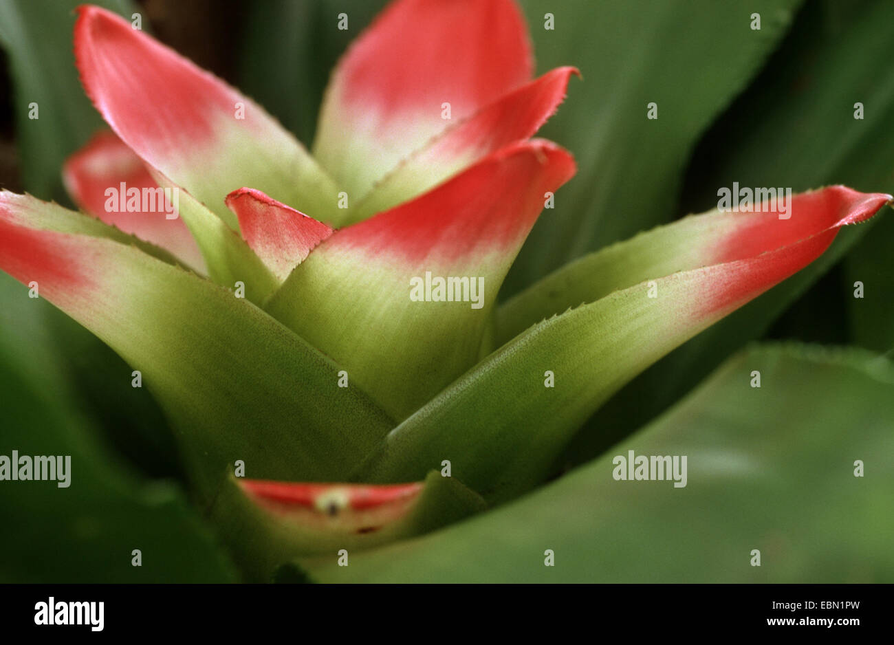 Bromelia (Vriesea Ensiformis), blühen Stockfotografie Alamy