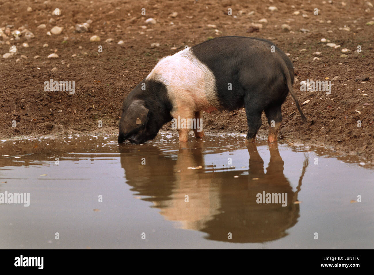 Angeln Saddleback (Sus Scrofa F. Domestica), trinken in einem Teich Stockfoto