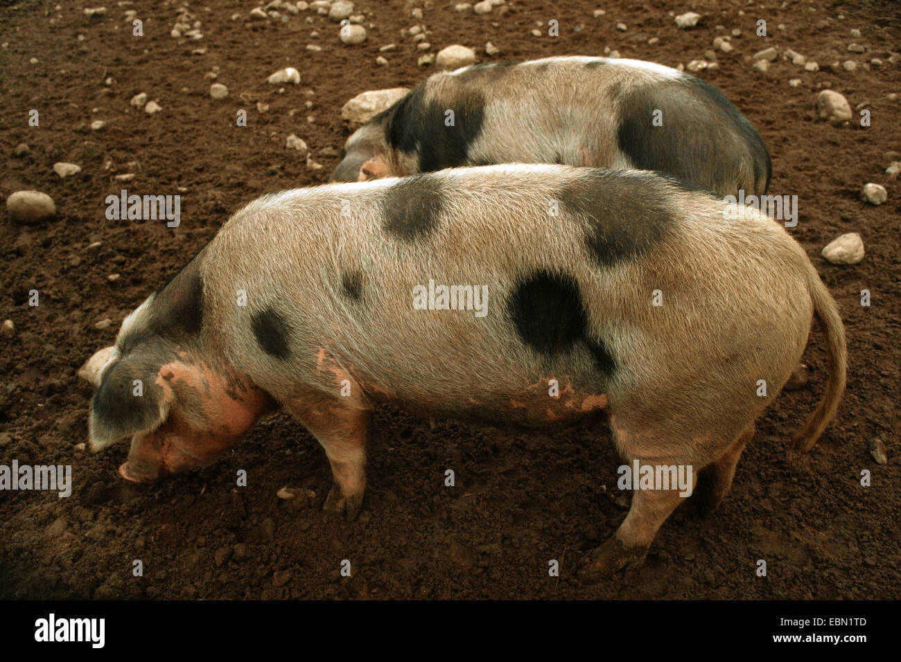 Bentheim schwarz Pied (Sus Scrofa F. Domestica), zwei Bentheim schwarz Pied Graben nach Nahrung im Boden Boden nebeneinander Stockfoto