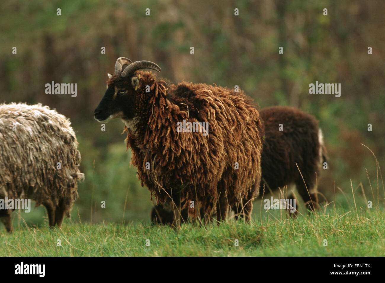 Soay-Schafe (Ovis Ammon F. Aries), eine Herde von Soay Schafe, eine sehr frühe Hausschafe Rennen, auf einer Wiese Stockfoto