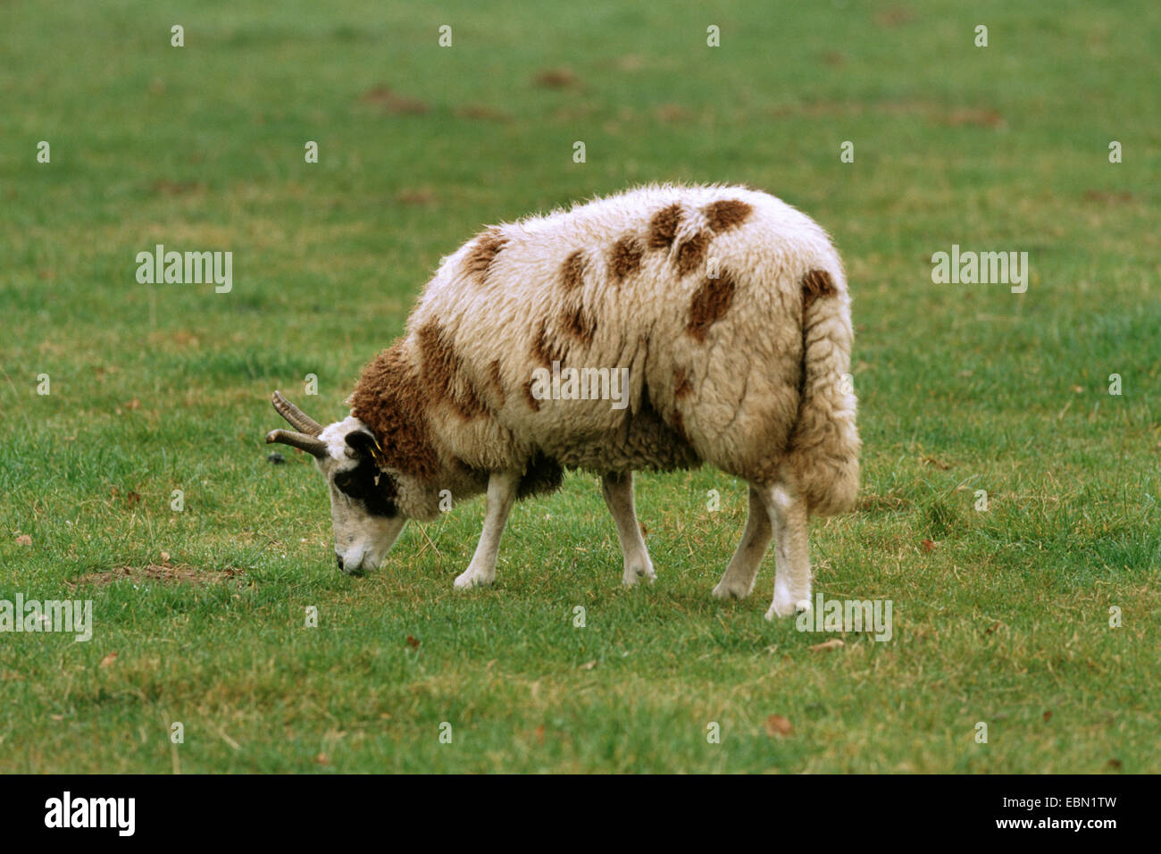 Hausschaf (Ovis Ammon F. Aries), Jacob Schafe, Mitglied einer sehr frühen und seltenen Hausschafe Rasse, grasen auf einer Wiese Stockfoto