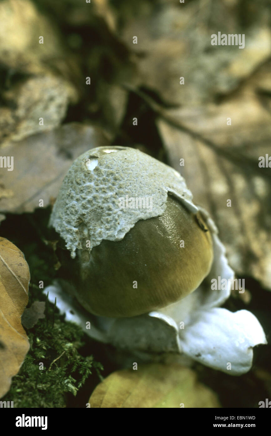 Deathcap (Amanita Phalloides), junge Stadion, Deutschland Stockfoto