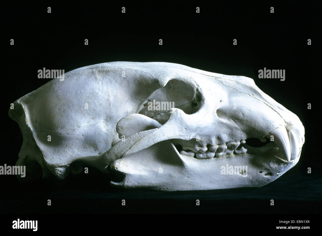 Eisbär (Ursus Maritimus), Schädel eines Eisbären Stockfoto