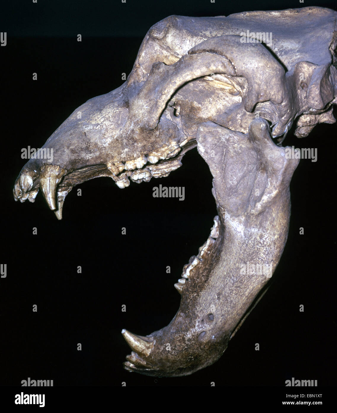 Höhlenbär (Ursus Spelaeus), Schädel eines Höhlenbären mit offenem Mund Stockfoto